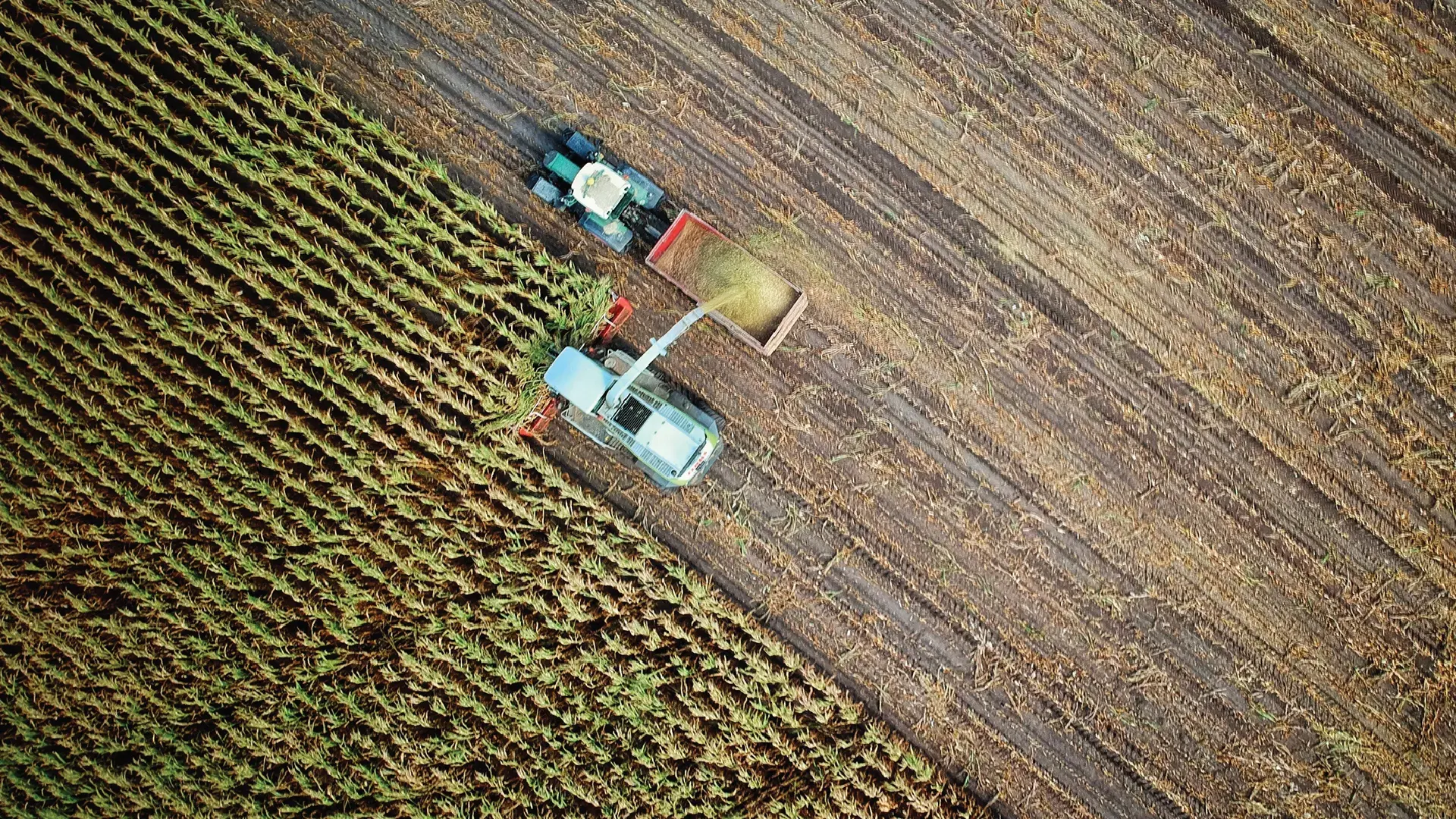 Aerial view of a combine harvester transferring crops into a trailer while harvesting a field