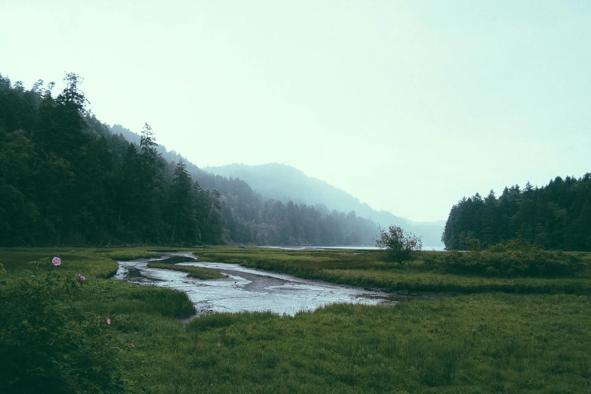 Winding water channel through green wetlands, with dense forest and misty hills in the distance.